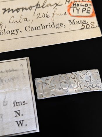 Media type: image;   Invertebrate Zoology OPH-508 Description: Labels for this specimen included in the specimen tray highlighting metal tag;  Aspect: labels2